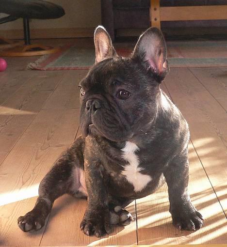 Fransk bulldog Chef D Òeuvre  ( Louis ) - Lille Louis 17 uger gammel billede 6