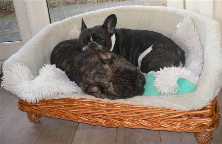 Fransk bulldog Chef D Òeuvre  ( Louis ) - Louis og søster Carla putter i deres nye sofa... billede 8