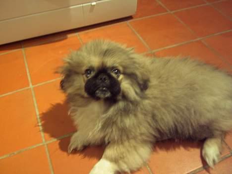 Pekingeser Spokie billede 10