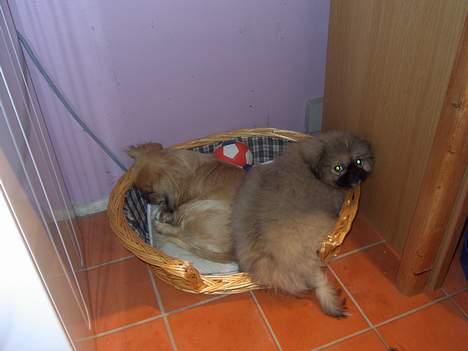 Pekingeser Spokie billede 11