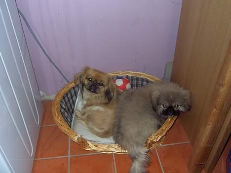 Pekingeser Spokie billede 12