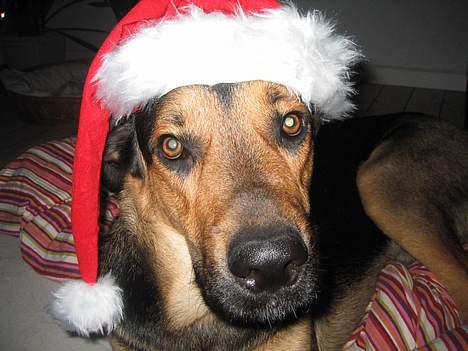 Blanding af racer Pumba - Vores egen lille nisse billede 15