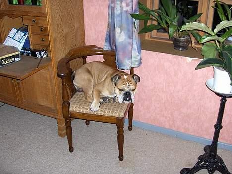 Engelsk bulldog BOSSE-BLOB-Hansen - Alt magt til bosse :)  billede 1