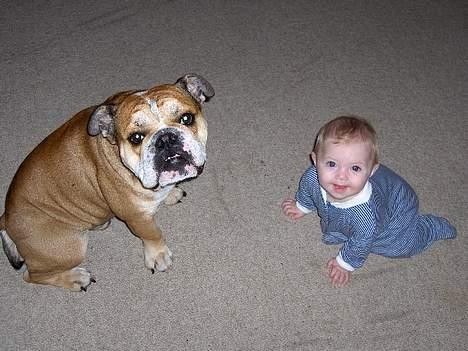 Engelsk bulldog BOSSE-BLOB-Hansen billede 2
