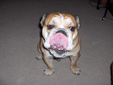 Engelsk bulldog BOSSE-BLOB-Hansen billede 3