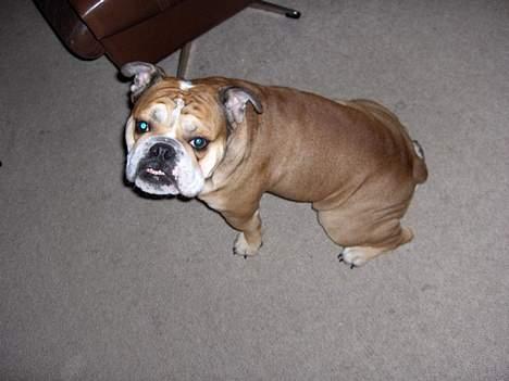 Engelsk bulldog BOSSE-BLOB-Hansen billede 4