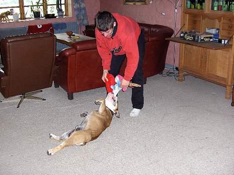 Engelsk bulldog BOSSE-BLOB-Hansen billede 6