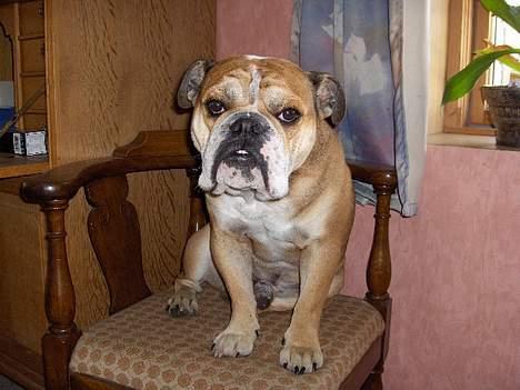 Engelsk bulldog BOSSE-BLOB-Hansen billede 7