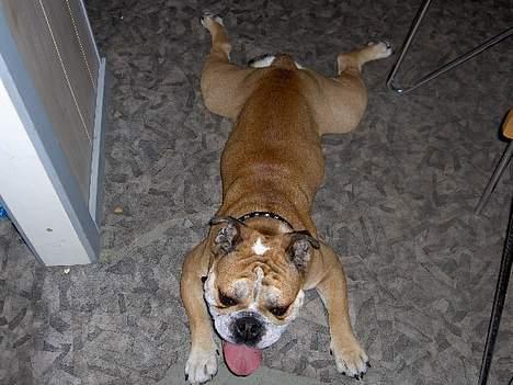 Engelsk bulldog BOSSE-BLOB-Hansen billede 8