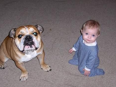 Engelsk bulldog BOSSE-BLOB-Hansen billede 9
