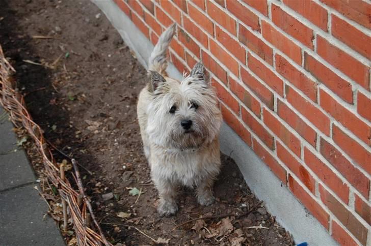 Cairn terrier Malou aka Sheriffen  - Hvad sir du ? Må jeg ikk komme ind med mudderpoter ? billede 5