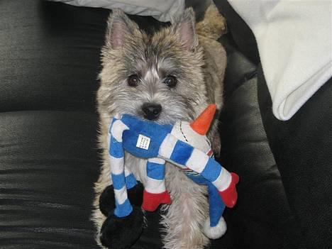 Cairn terrier Malou aka Sheriffen  billede 7