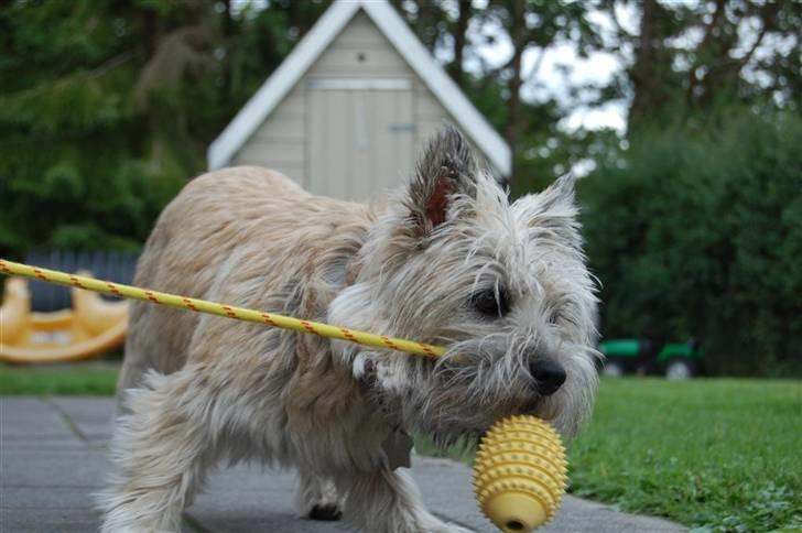 Cairn terrier Malou aka Sheriffen  - Hiiiiv ! billede 8