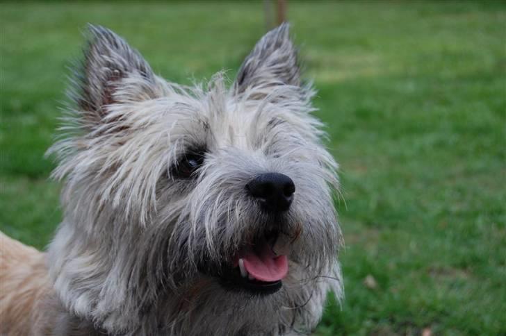 Cairn terrier Malou aka Sheriffen  billede 11