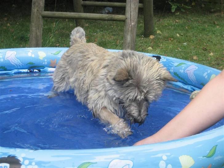 Cairn terrier Malou aka Sheriffen  billede 12