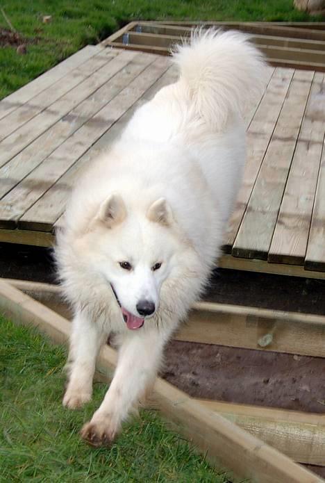 Samojedhund Gismo  - Foto: Nmf (2006) billede 14