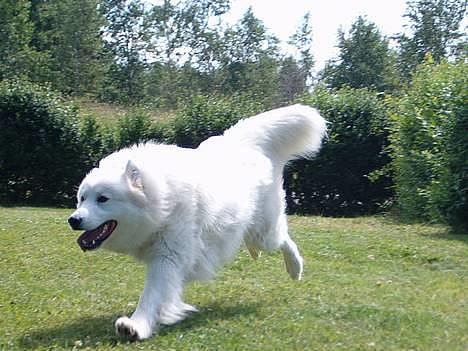 Samojedhund Gismo  - Foto: Nmf (2006) billede 15
