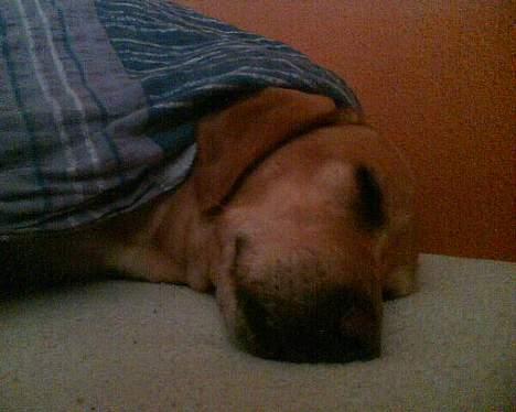 Blanding af racer mille - har stjålet mors seng og dyne.. billede 8