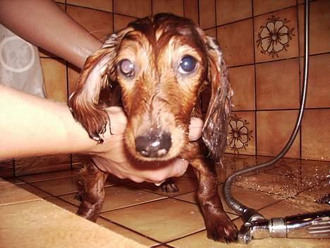 Dværggravhund Fido - Jeg forstår altså ikk mor kan stå her i flere timer, syntes altså man bliver våd af det. billede 8