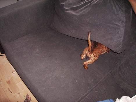 Dværggravhund Fido - Kan i se mig nu?? billede 9