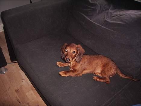 Dværggravhund Fido - Skøn eller bare smuk?? billede 10