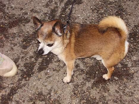 Chihuahua Chark - ? .. hAah billede 6