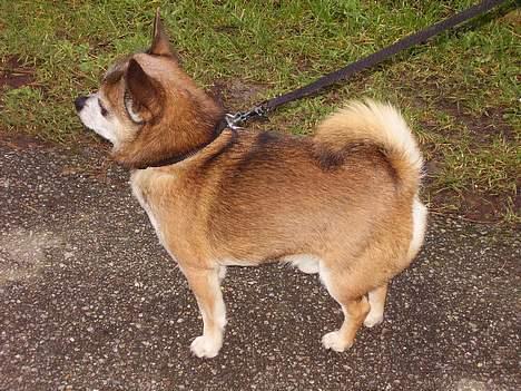 Chihuahua Chark - Jeg er meget god til at gå i snor xD ! billede 7