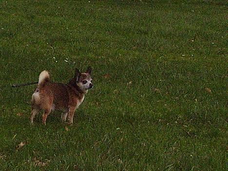 Chihuahua Chark - Kigger li på en farlig and ;D billede 8