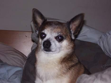 Chihuahua Chark - Havde du en kiks ? .. billede 9