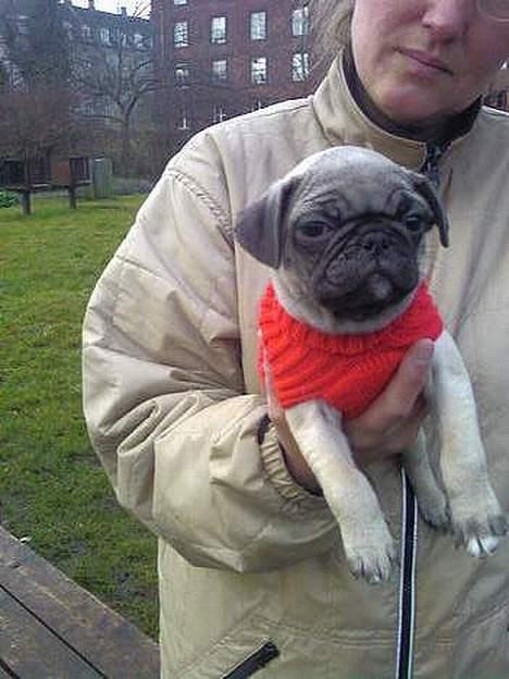 Mops Haley billede 20