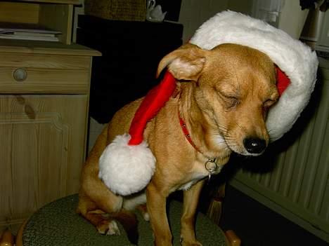 Blanding af racer Luna - Jeg bliver godt nok træt af alt det juleræs,men jeg glæder mig til juleaften :-) billede 16