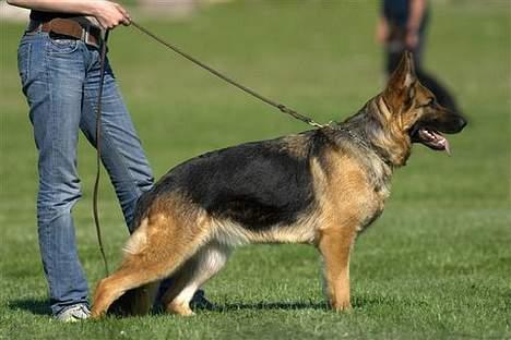 Schæferhund Slottet's Version Of Life billede 16