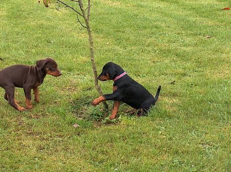 Dobermann Tempo - **16/9 - 06**  billede 1