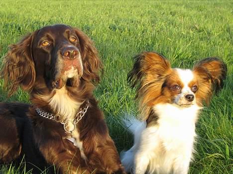Papillon muddi. Aflivet. - muddi og molly sammen :D så fiiine sammen :o) billede 2
