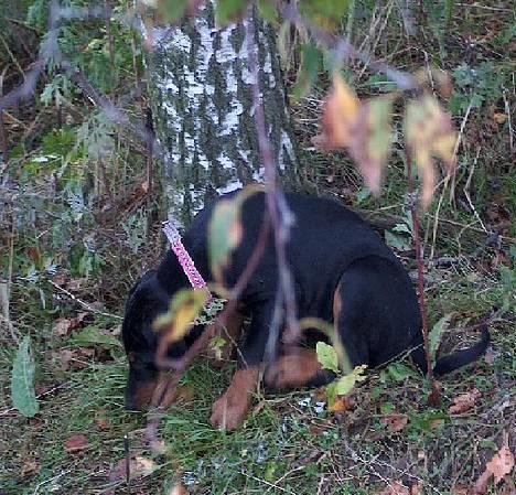 Dobermann Tempo - **16/9 - 06** 8 uger gammel.. den dag vi hentede hende billede 2