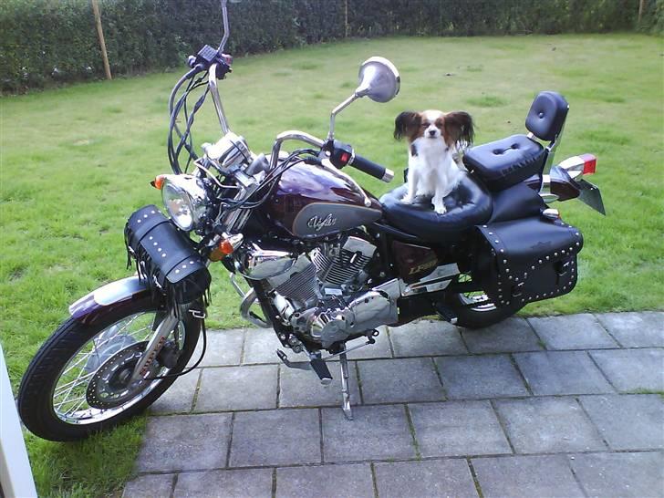 Papillon muddi. Aflivet. - muddi er en lille bisse hund (:  billede 3