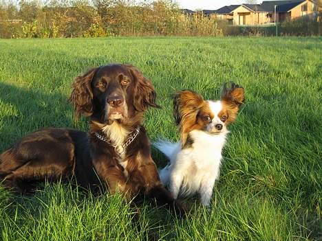 Papillon muddi. Aflivet. - muddi og molly sammen :D så søøød . billede 4