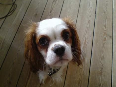 Cavalier king charles spaniel mille - jeg er så ked af det billede 19