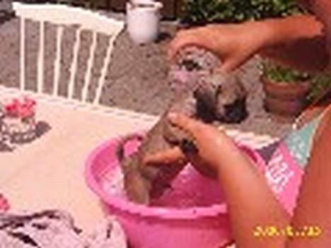 Mops OTTO - Otto´s første bad billede 4