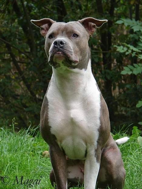 Amerikansk staffordshire terrier Trunte billede 1