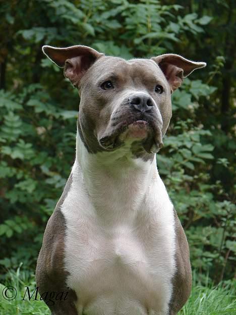 Amerikansk staffordshire terrier Trunte billede 2
