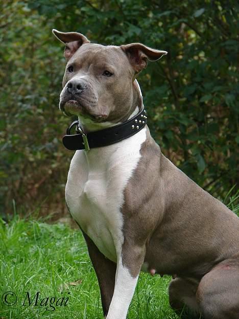 Amerikansk staffordshire terrier Trunte billede 3