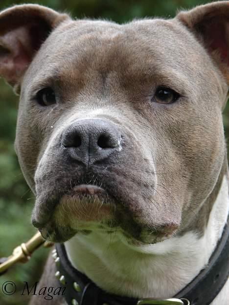 Amerikansk staffordshire terrier Trunte billede 4