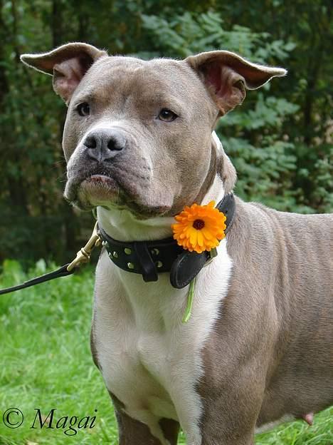 Amerikansk staffordshire terrier Trunte billede 5