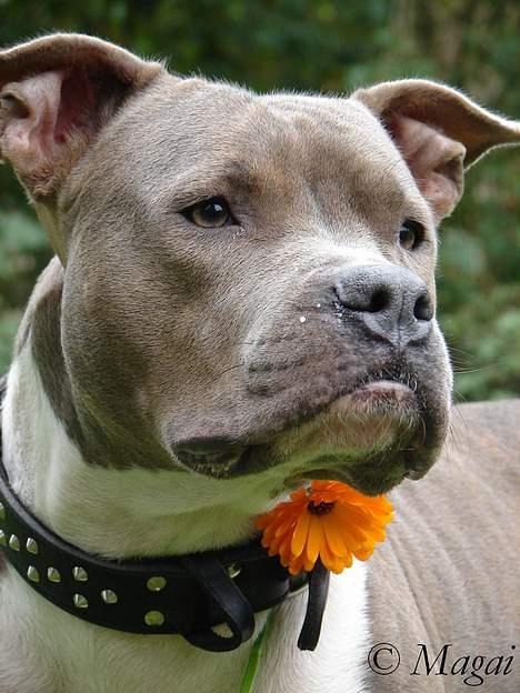 Amerikansk staffordshire terrier Trunte billede 6