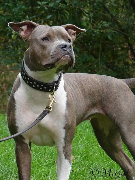 Amerikansk staffordshire terrier Trunte billede 7