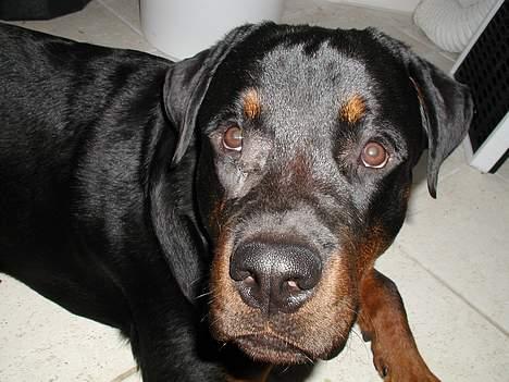 Rottweiler Rinkenæs' Iron - 9 mdr - Iron har lige fået fjernet en vorte-lign. gevækst ved øjet. billede 9