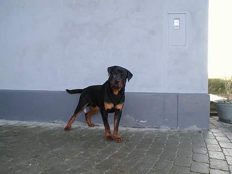 Rottweiler Rinkenæs' Iron - 9 mdr - Han er rigtig blevet en unghund! :o) billede 10