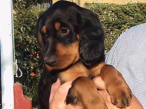 Gordon setter Storaaens Chief "Pelle" - det er så et par år siden nu, da jeg var en lille vaps. billede 1