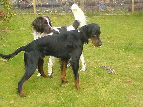 Gordon setter Storaaens Chief "Pelle" - leger lige med min kammerat louie billede 2